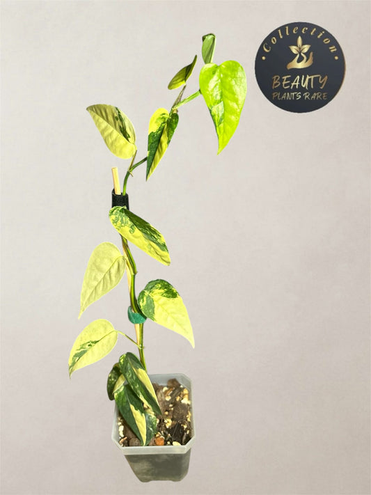 Epipremnum Cebu Blue Aurea