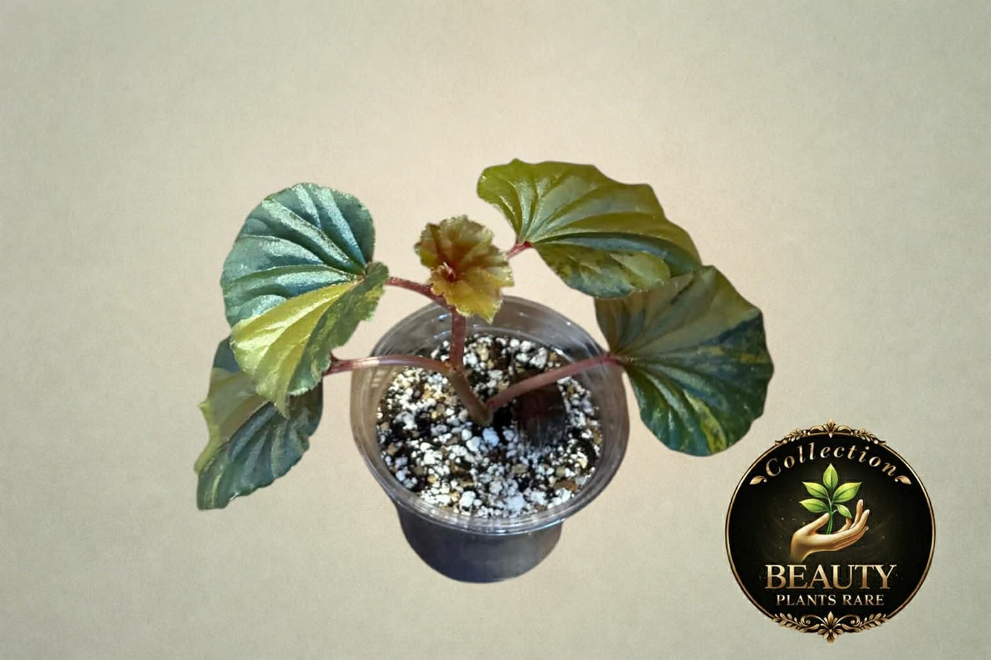 Begonia Cucullata Aurea