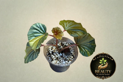 Begonia Cucullata Aurea
