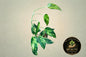 Epipremnum Sunburst