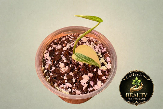 Scindapsus Blue Aurea