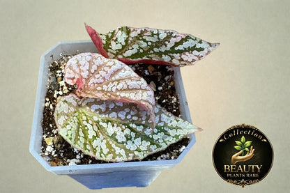 Begonia Snow Capped