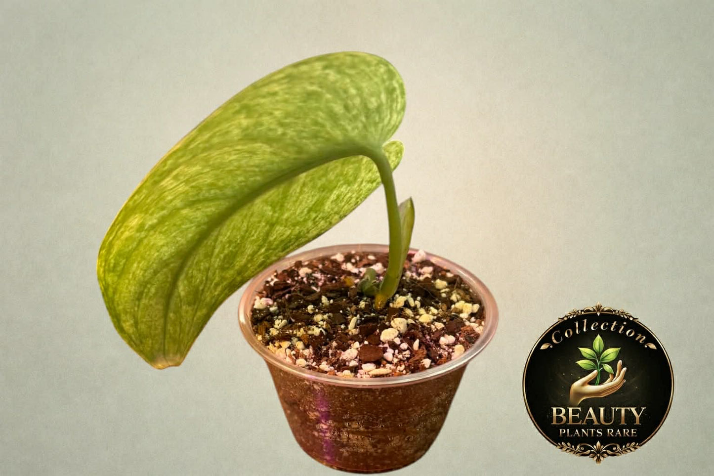 Scindapsus Creme Brulee