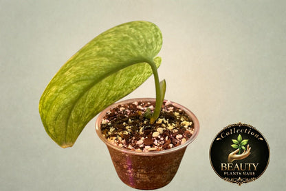 Scindapsus Creme Brulee