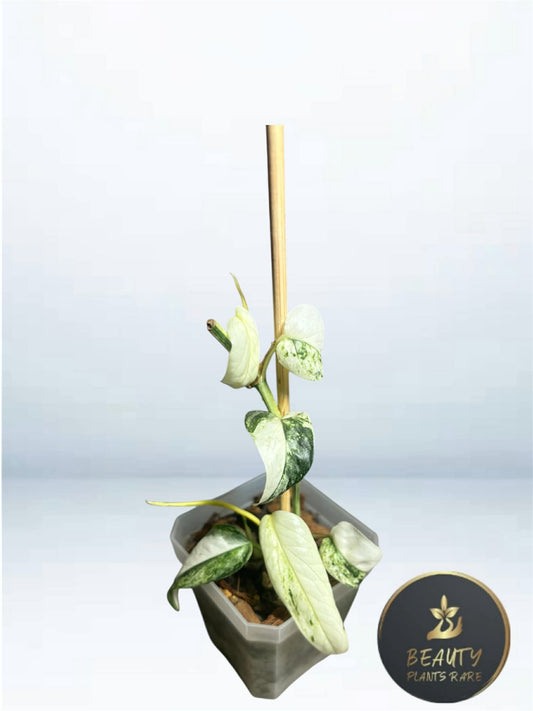 Epipremnum Pinnatum Lalahon