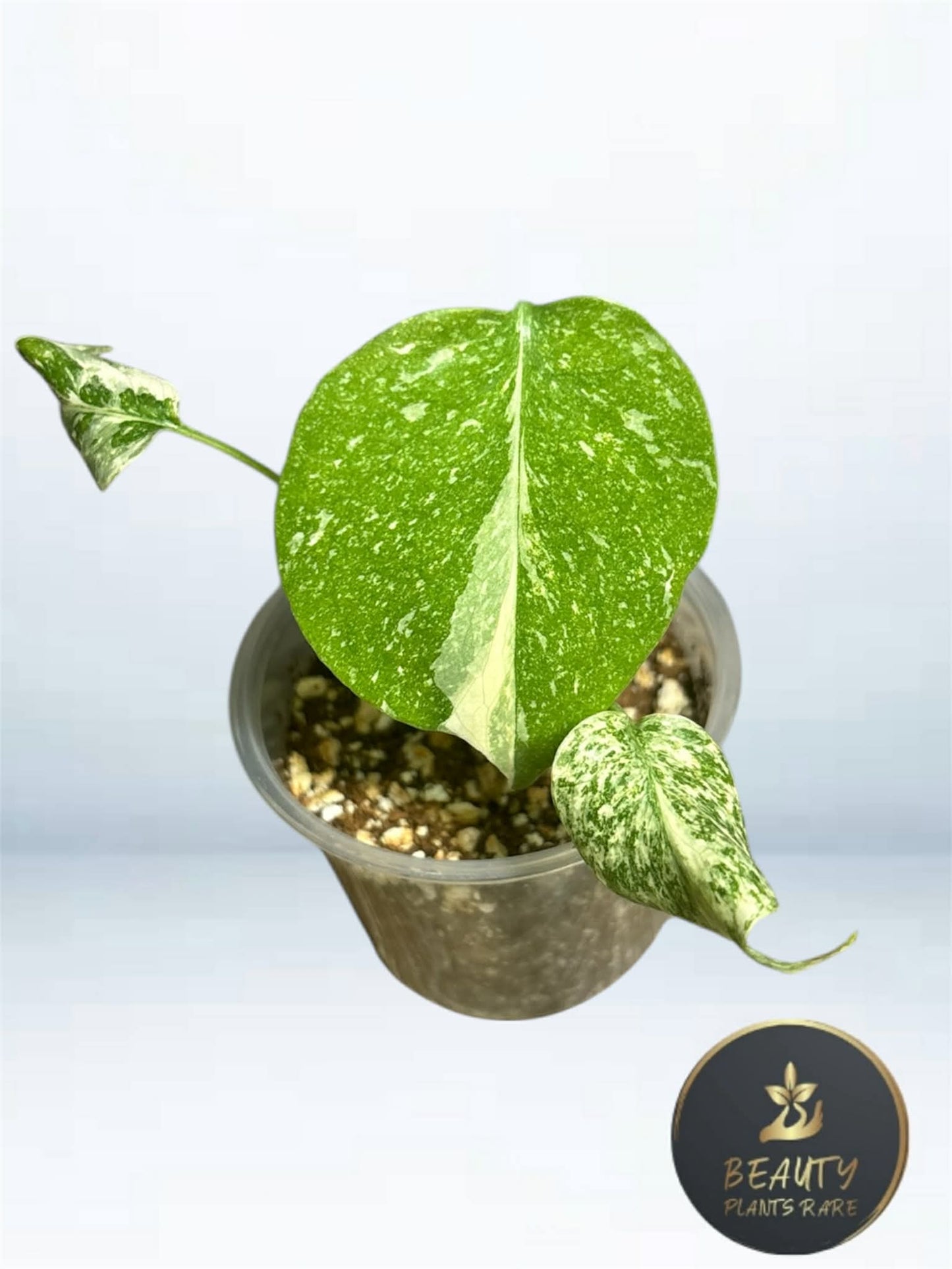 Monstera Thaï "White Snow" TC