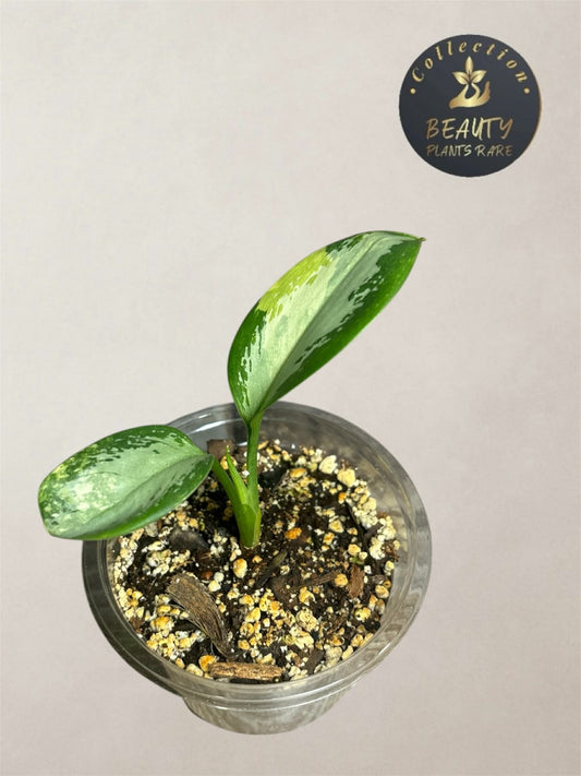 Aglaonema Suvarnabhumi variegated