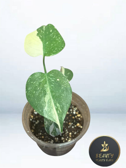 Monstera Thai Legacy TC