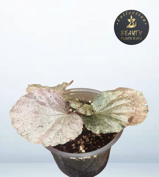 Begonia Cucculata Pink