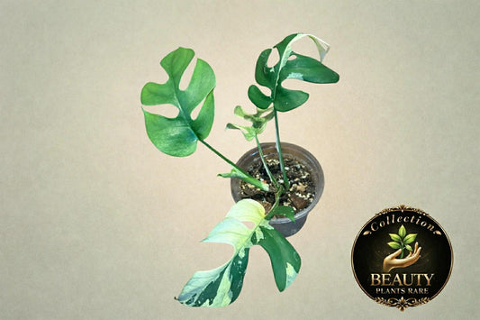 Raphidophora Tetrasperma White Monster