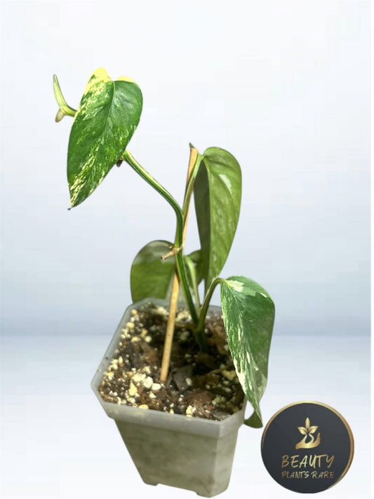 Epipremnum Pinnatum Albo