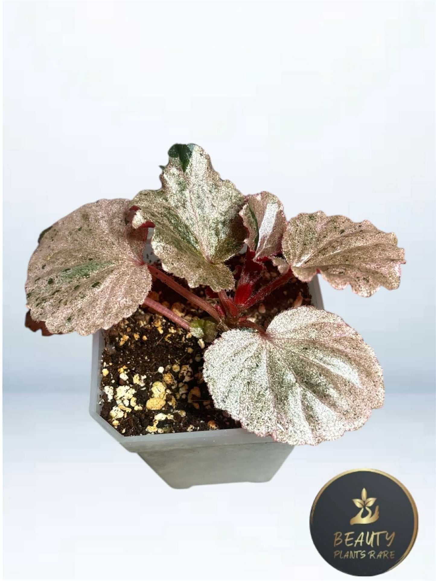 Begonia Cucculata Pink