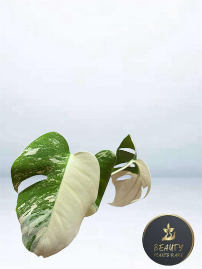 Monstera Borsigiana Albo