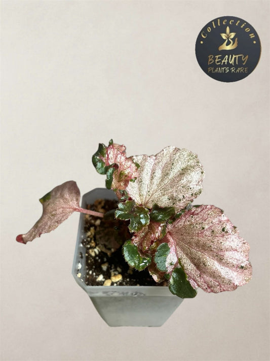 Begonia Cucculata Pink