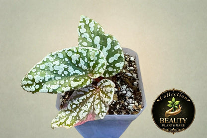 Begonia Snow Capped revert