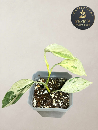 Scindapsus Silver Cloud Marble