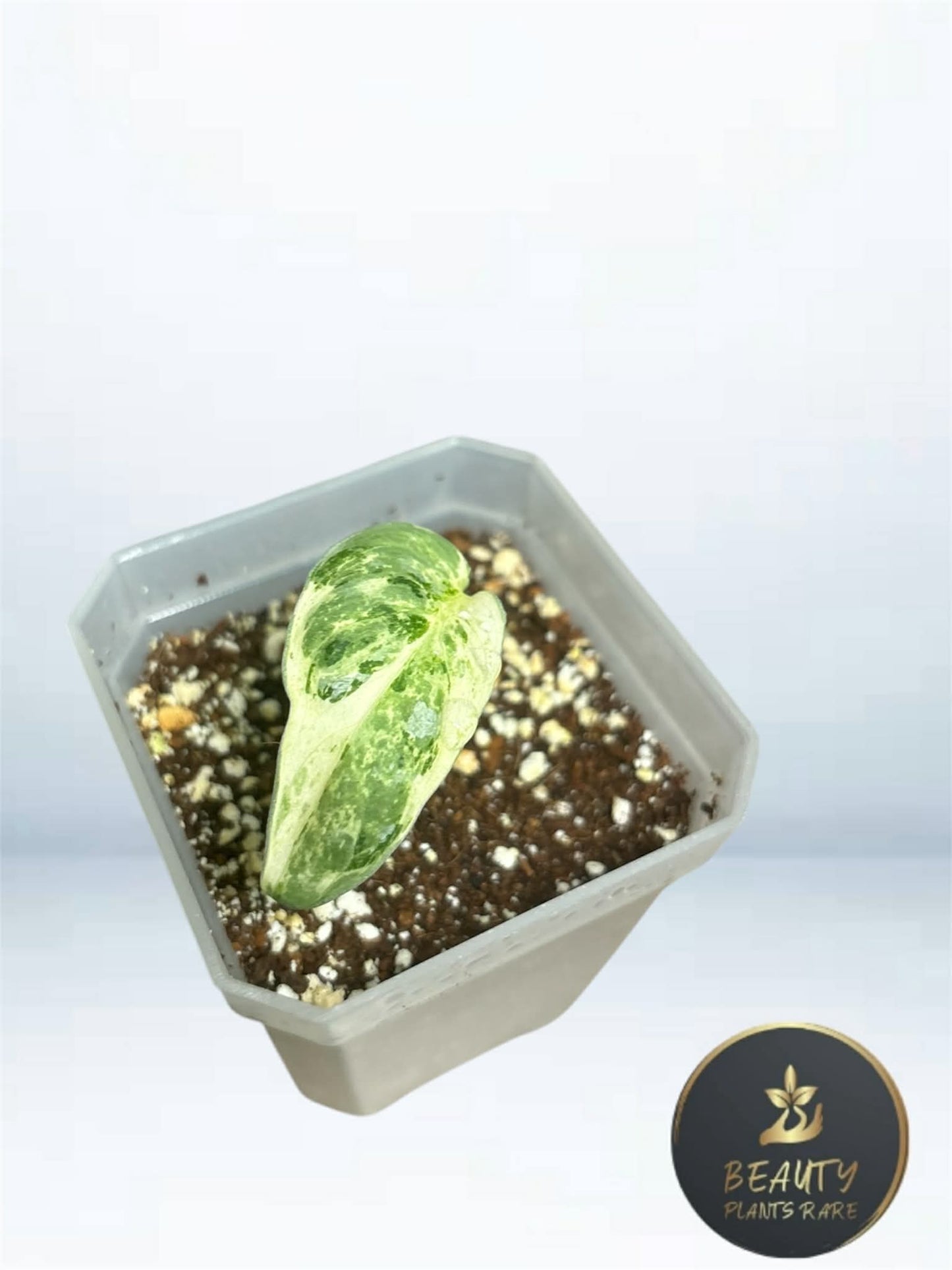 Scindapsus Silver Dark Cloud