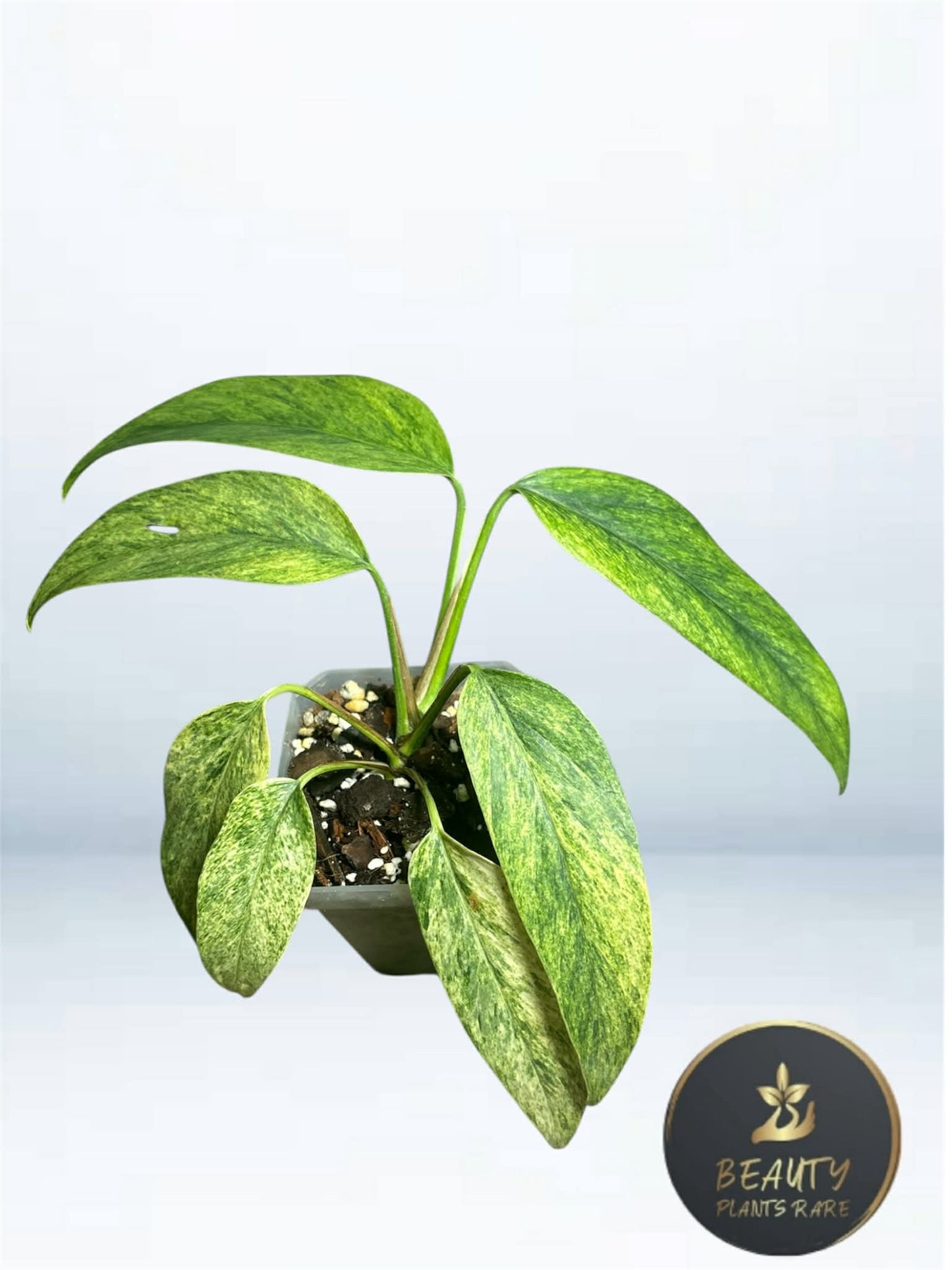 Epipremnum Pinnatum Mint