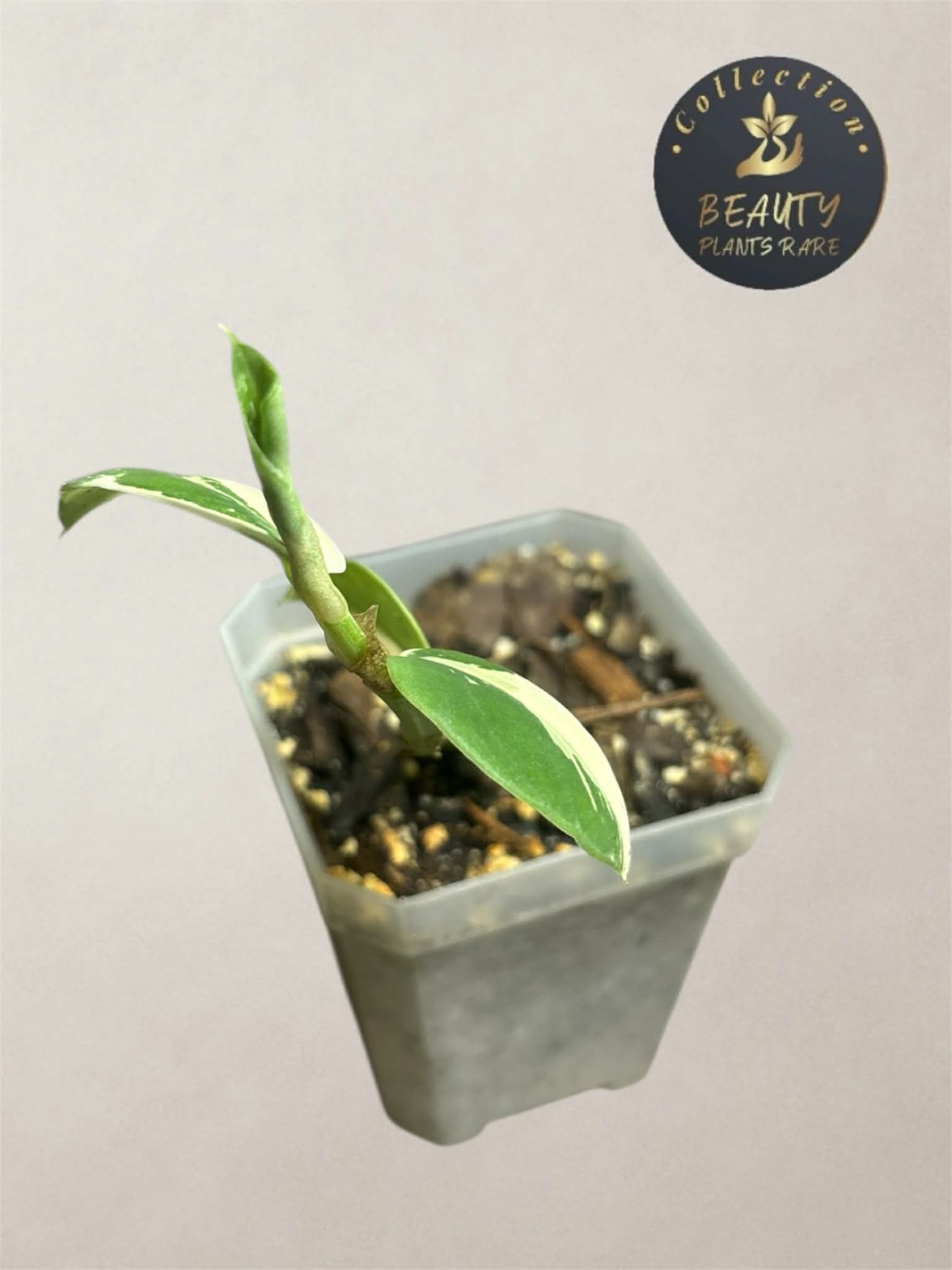 Raphidophora Hongkonguensis Albo