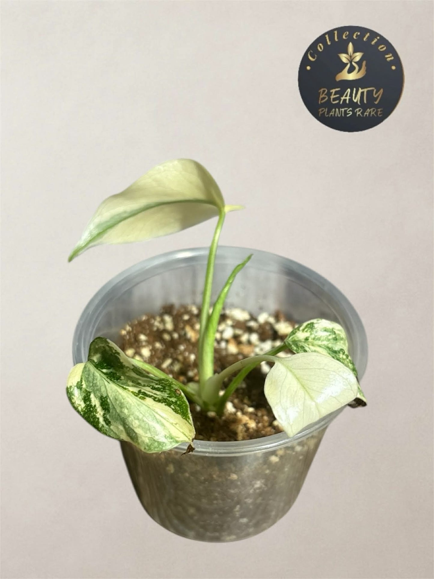 Monstera Thaï "White Snow"