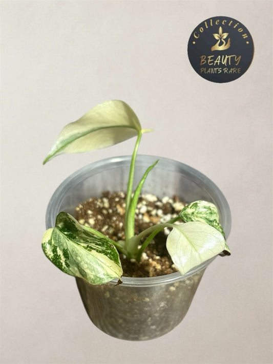 Monstera Thaï "White Snow"