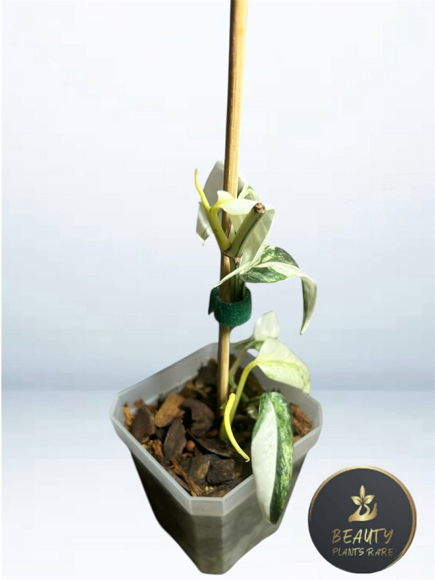 Epipremnum Pinnatum Lalahon