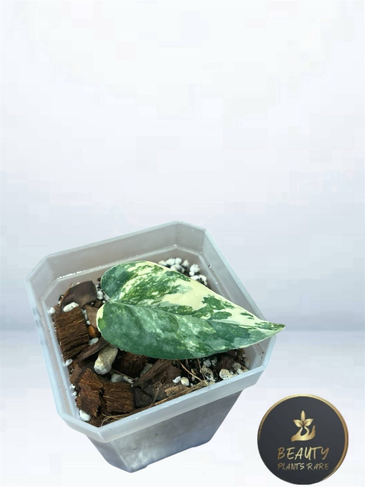 Epipremnum Cebu Blue Aurea