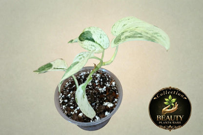 Scindapsus Silver Cloud Marble