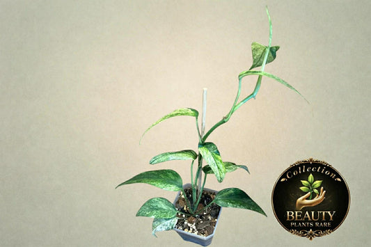 Epipremnum Pinnatum Lalahon