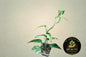 Epipremnum Pinnatum Lalahon