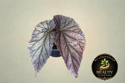 Begonia Maurice Amey