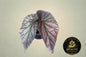 Begonia Maurice Amey