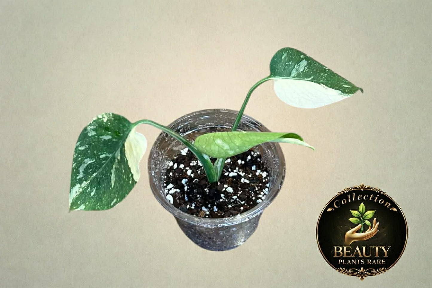 Monstera Thai Legacy tc