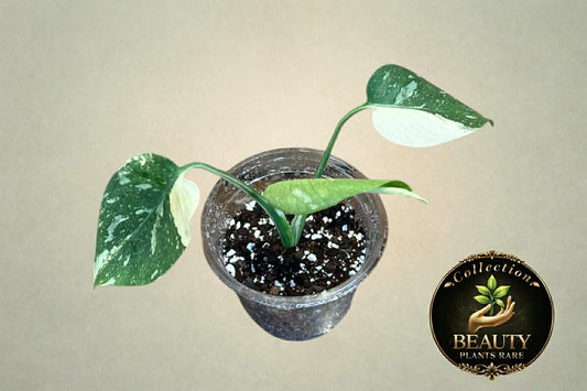 Monstera Thai Legacy tc