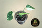 Monstera Thai Legacy tc