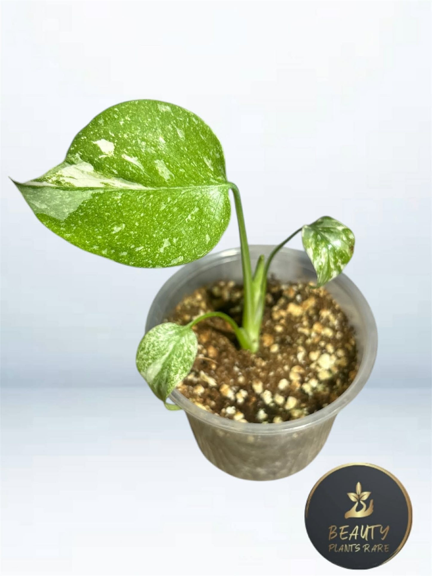 Monstera Thaï "White Snow" TC