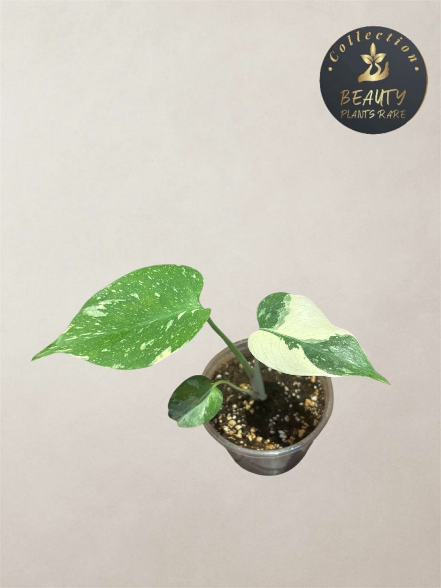 Monstera Thai Legacy TC