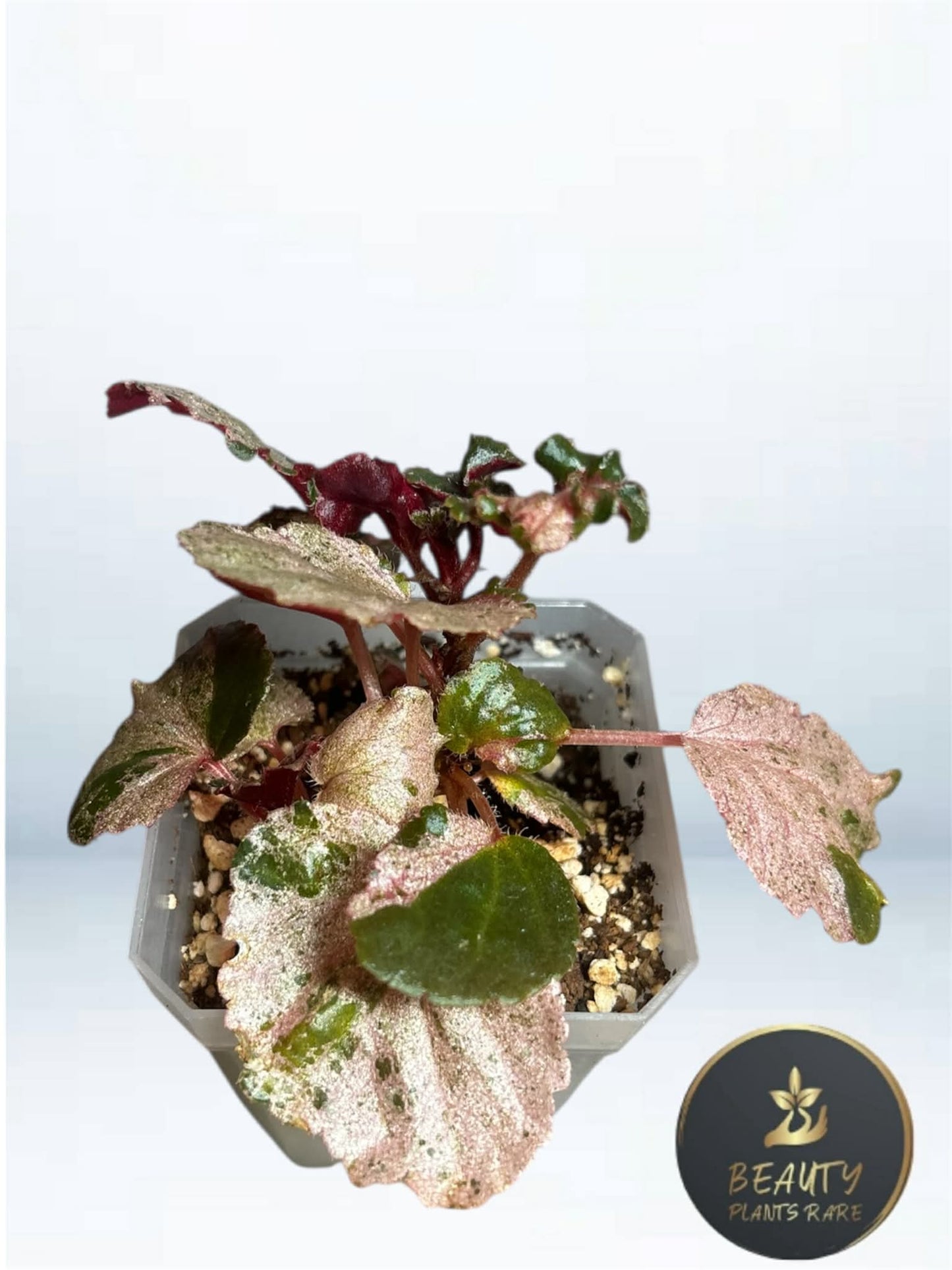 Begonia Cucculata Pink