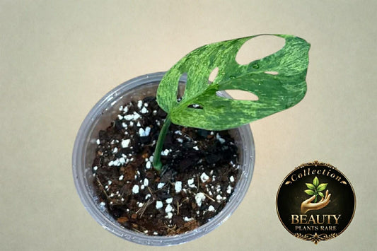 Monstera Adansonii Mottled