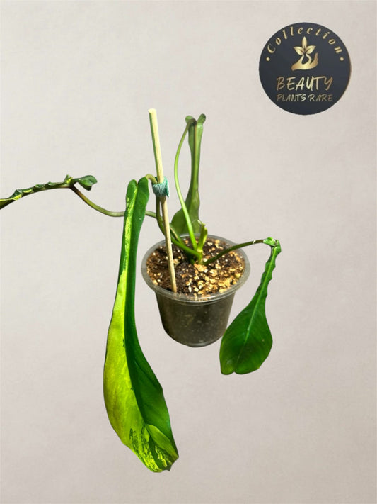 Philodendron Joepii variegated