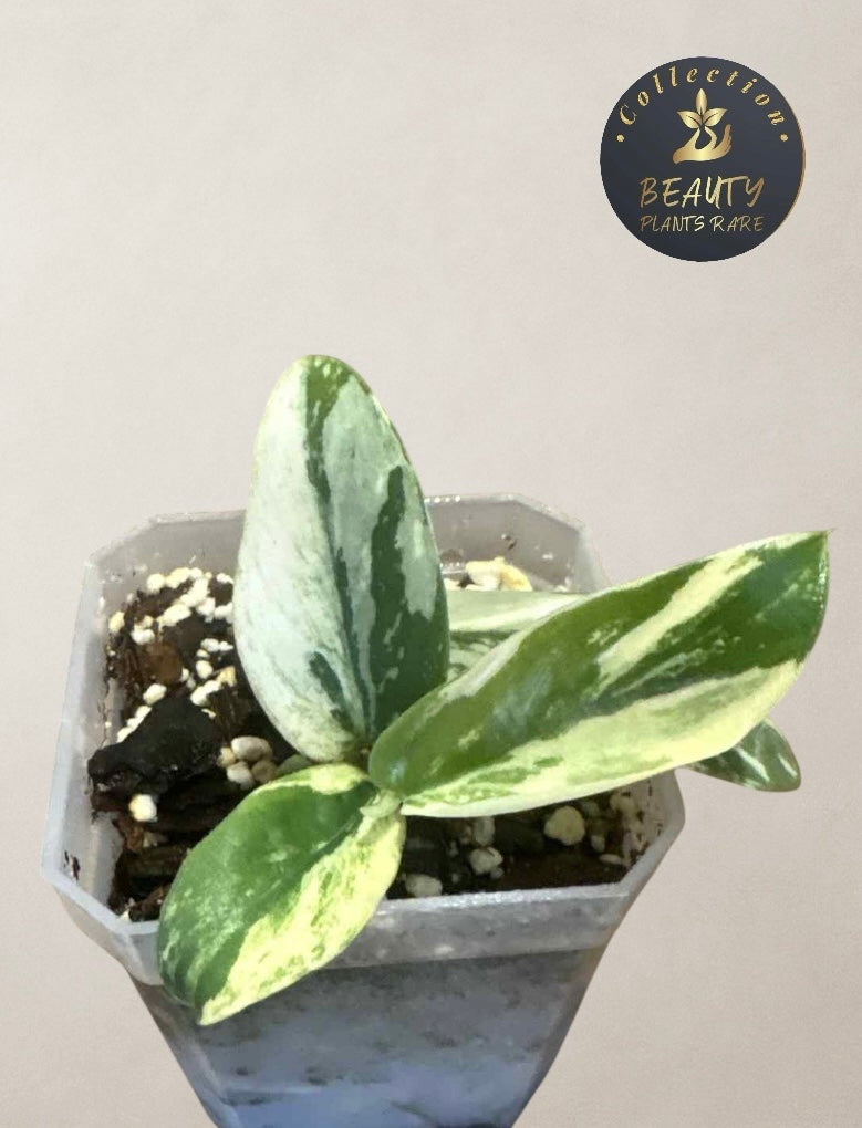 Raphidophora Hongkonguensis Albo