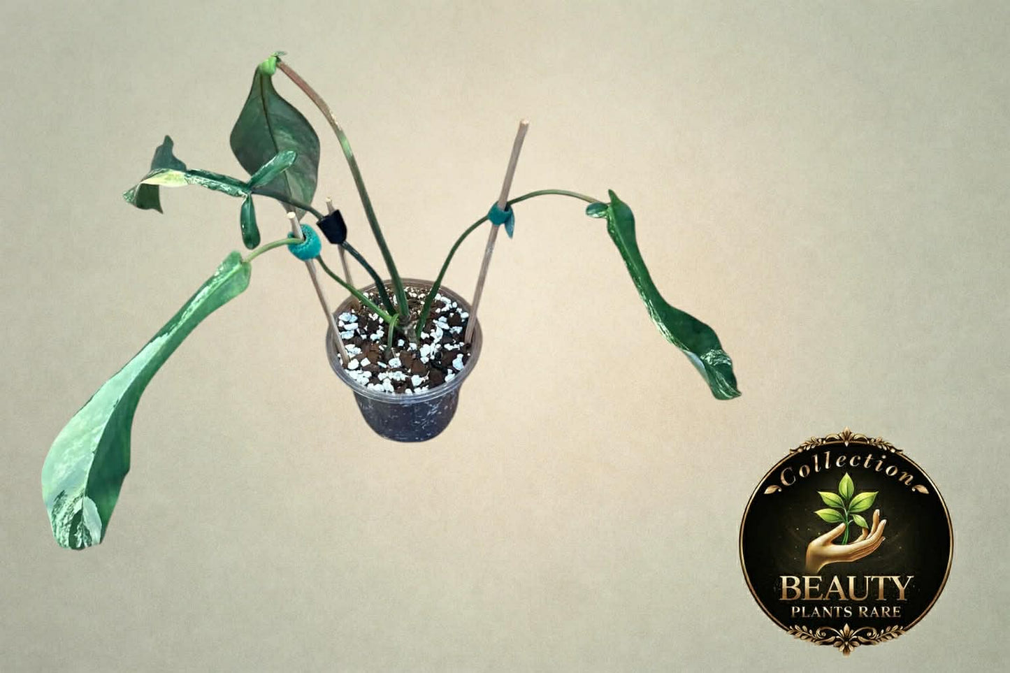 Philodendron Joepii