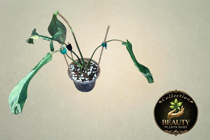 Philodendron Joepii