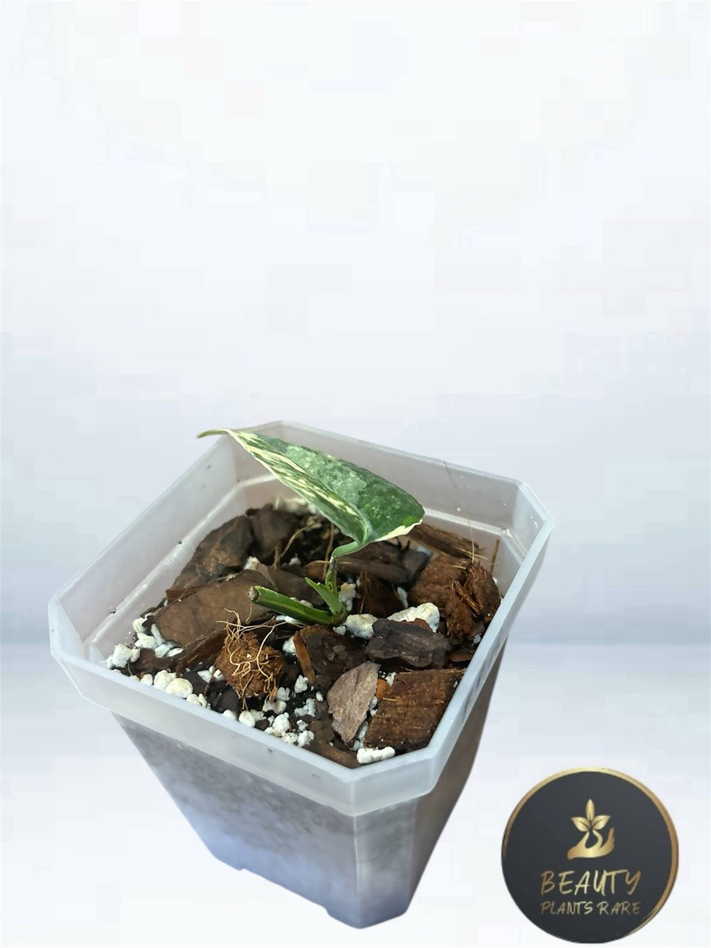 Epipremnum Cebu Blue Aurea