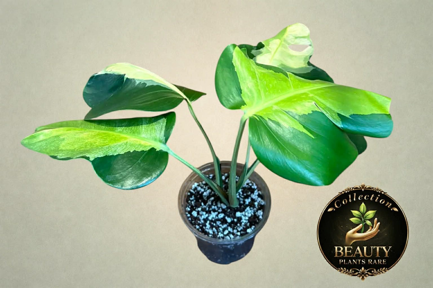 Monstera White Lava