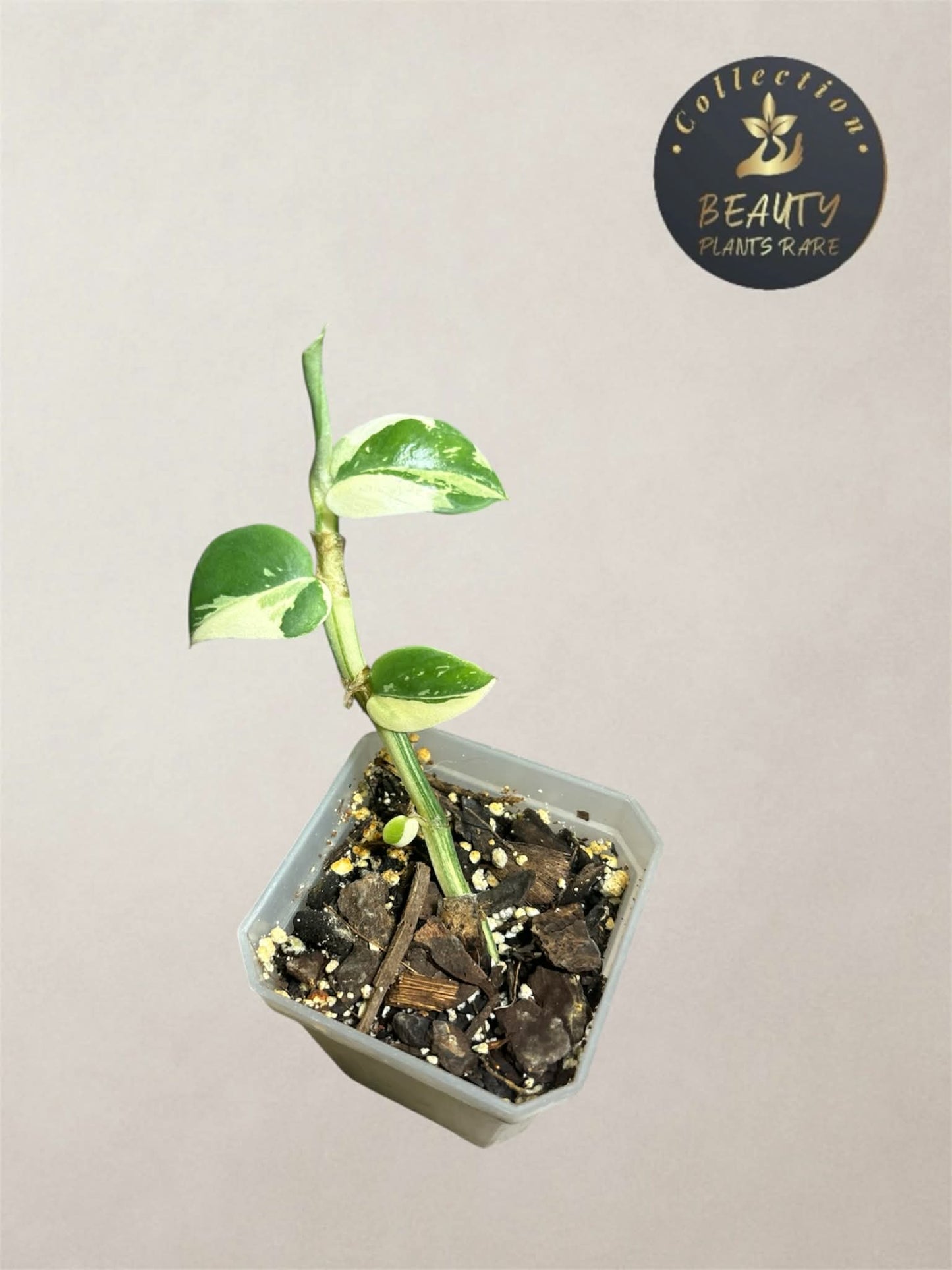 Raphidophora Hongkonguensis Albo