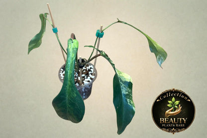 Philodendron Joepii