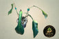 Philodendron Joepii