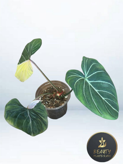 Philodendron Gloriosum Albo Type 1