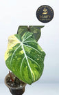 Philodendron Gloriosum variegated